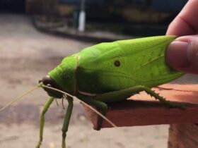 Con châu chấu đánh số mấy