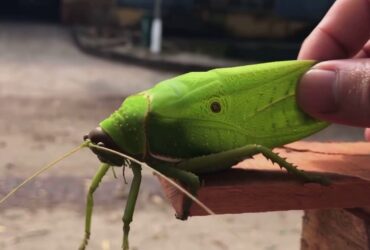 Con châu chấu đánh số mấy