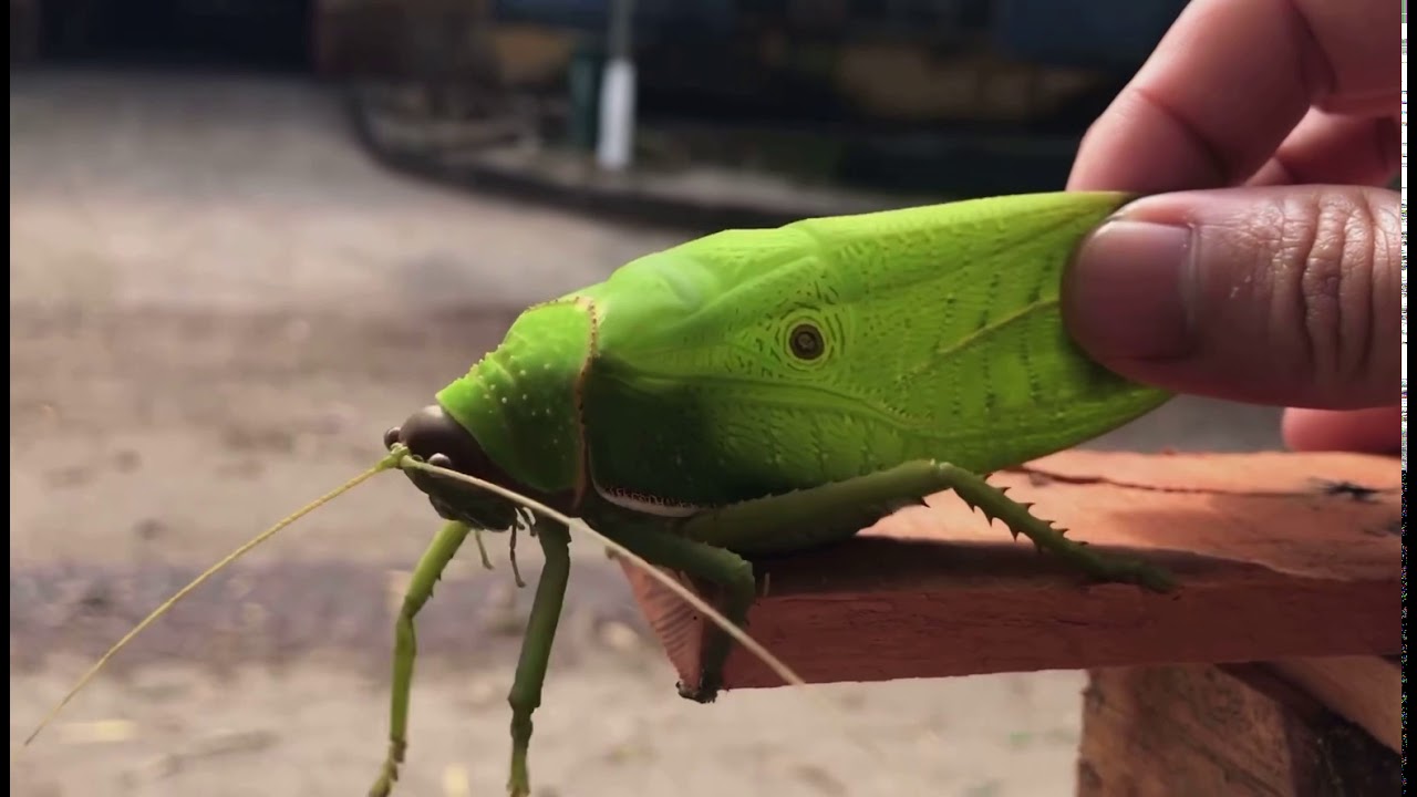 Con châu chấu đánh số mấy