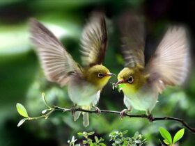 con chim số mấy?