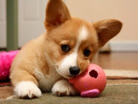 Con chó số mấy?