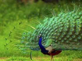 Con công số mấy?