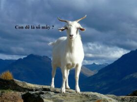 Con dê là số mấy?