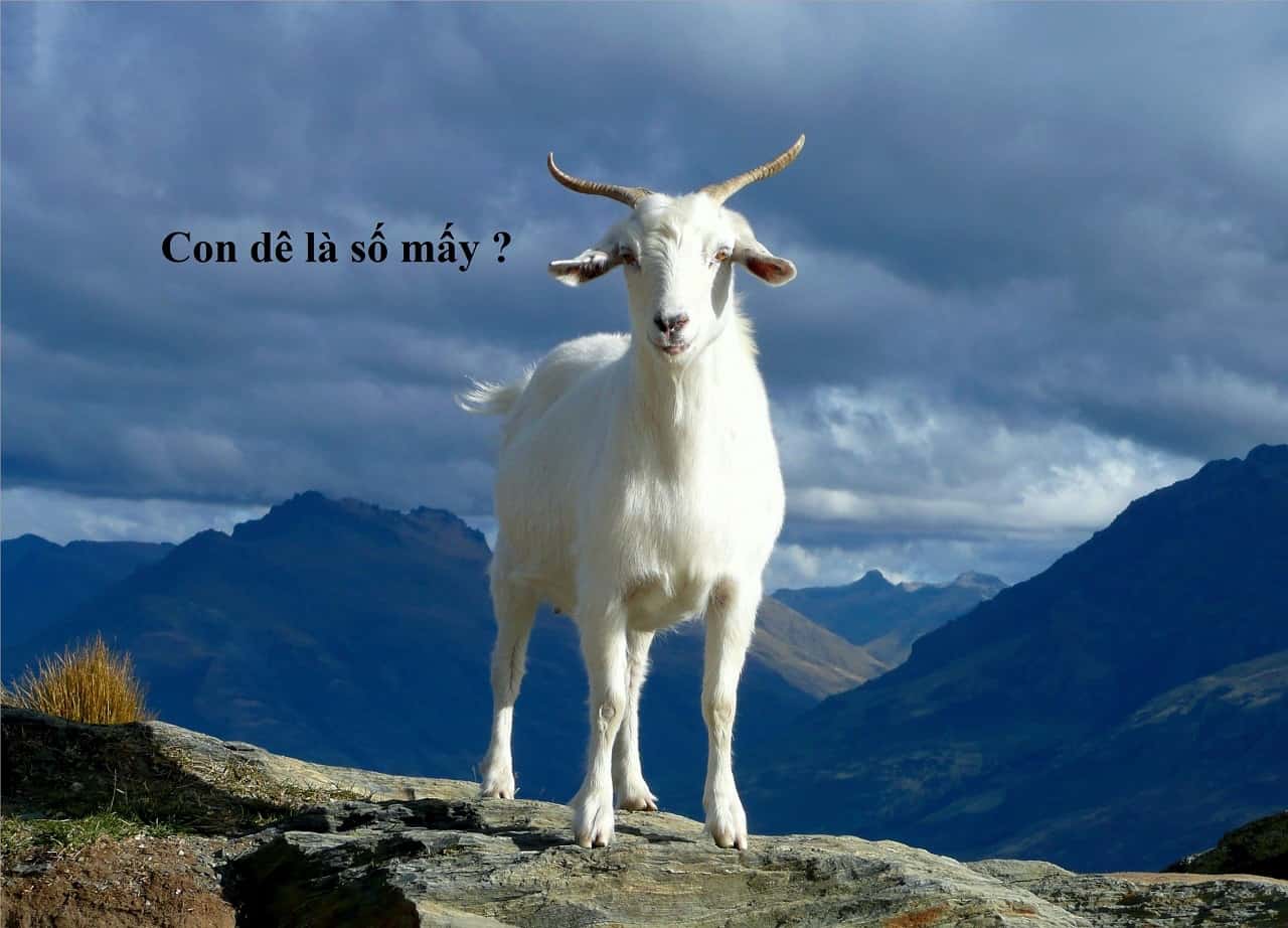 Con dê là số mấy?