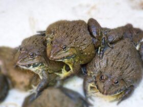 Con ếch số mấy?