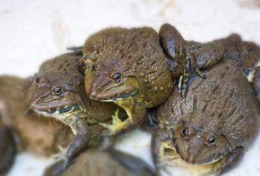 Con ếch số mấy?