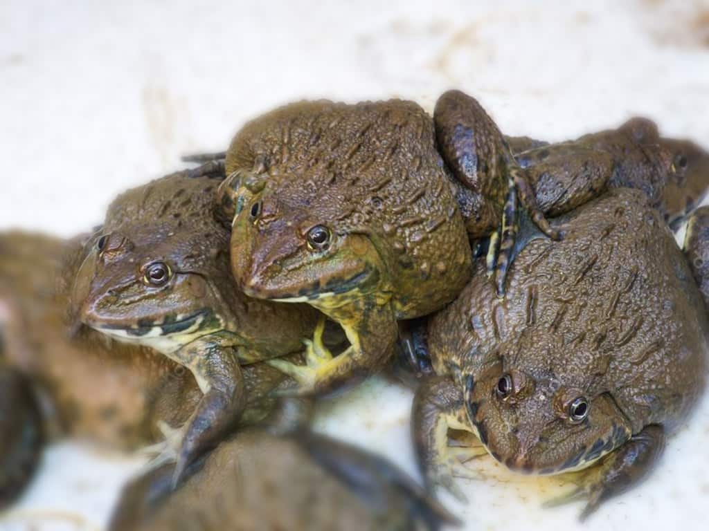 Con ếch số mấy?