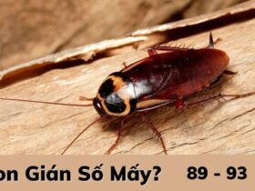 Con gián số mấy?