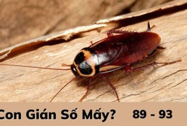 Con gián số mấy?