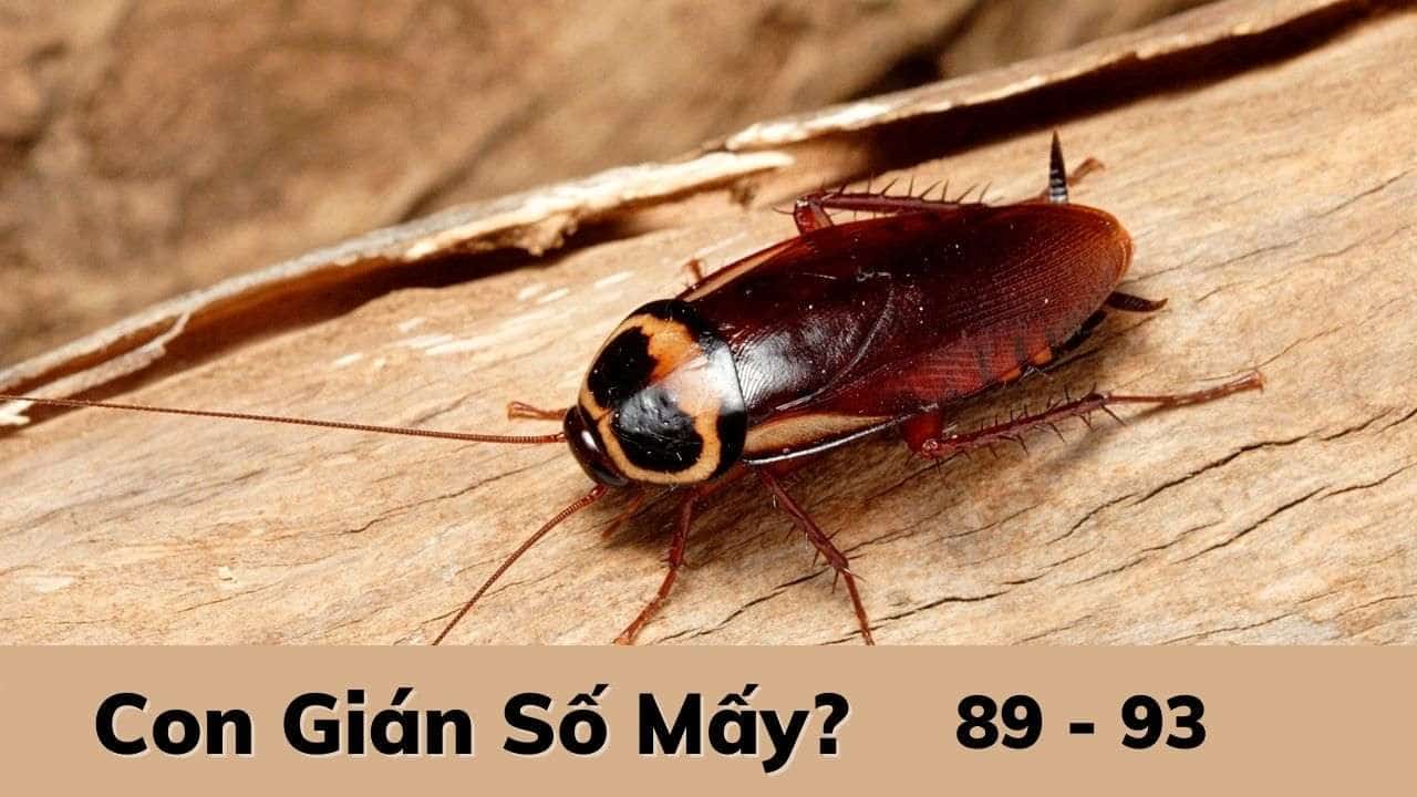 Con gián số mấy?