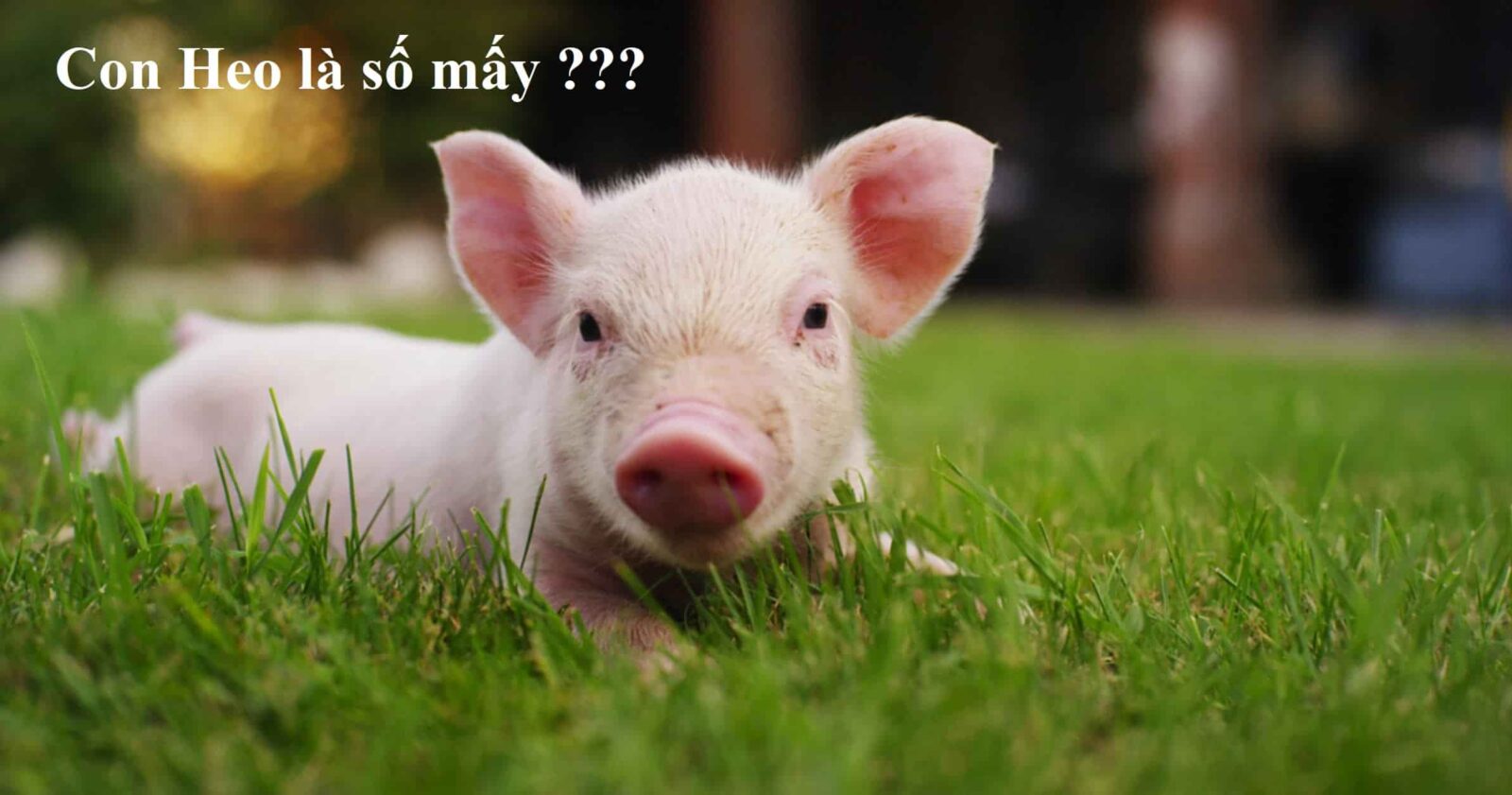 Con heo số mấy?