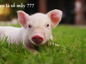 Con heo số mấy?