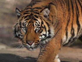 Con hổ số mấy?