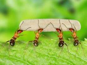 Con kiến số mấy?