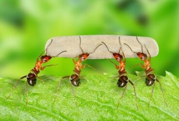 Con kiến số mấy?