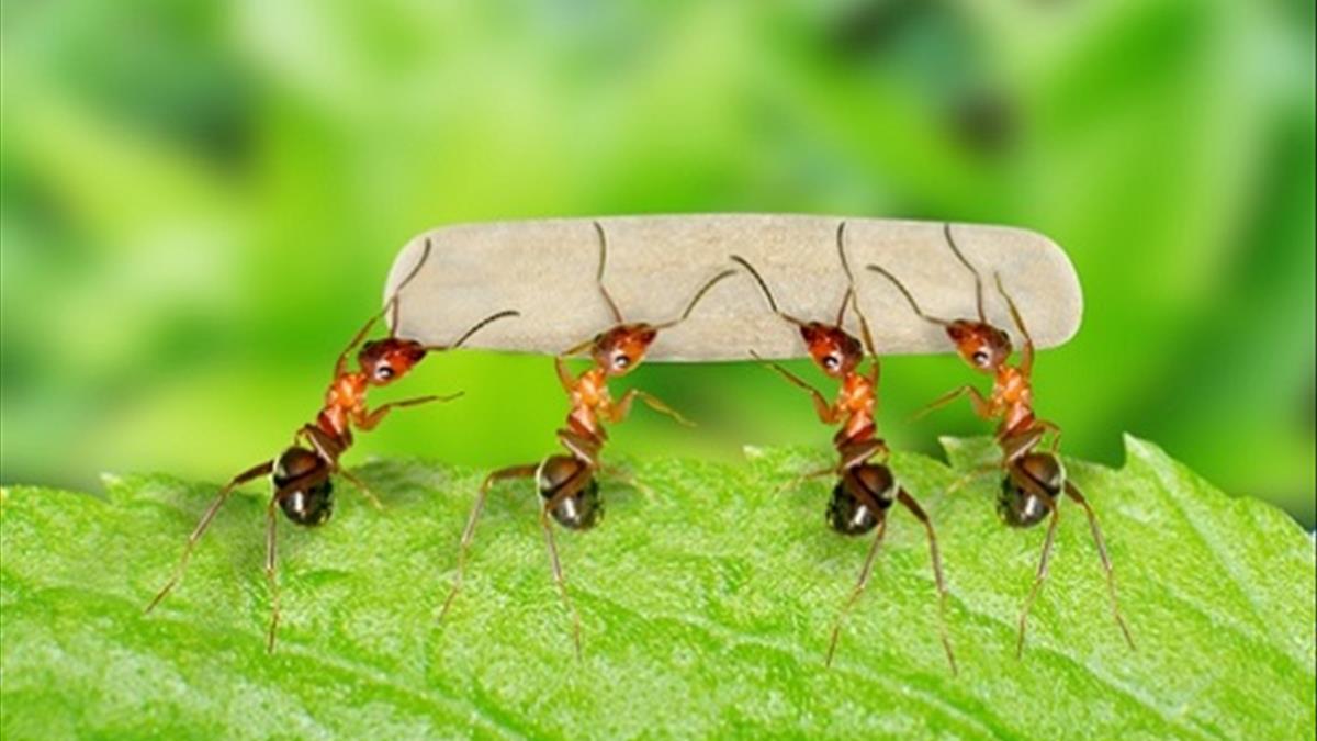 Con kiến số mấy?