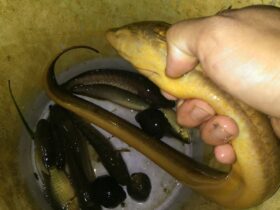 Con lươn số mấy?