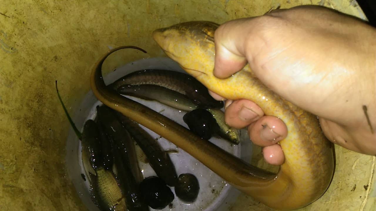 Con lươn số mấy?