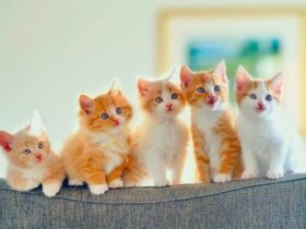 Con mèo số mấy?