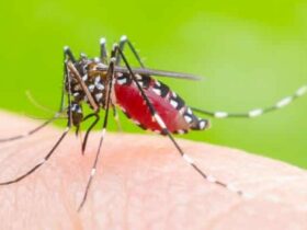 con muỗi số mấy?