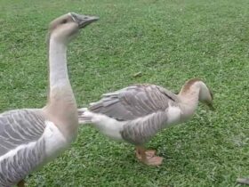 Con ngỗng số mấy? Mơ thấy ngỗng đánh con gì?