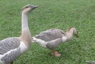 Con ngỗng số mấy? Mơ thấy ngỗng đánh con gì?