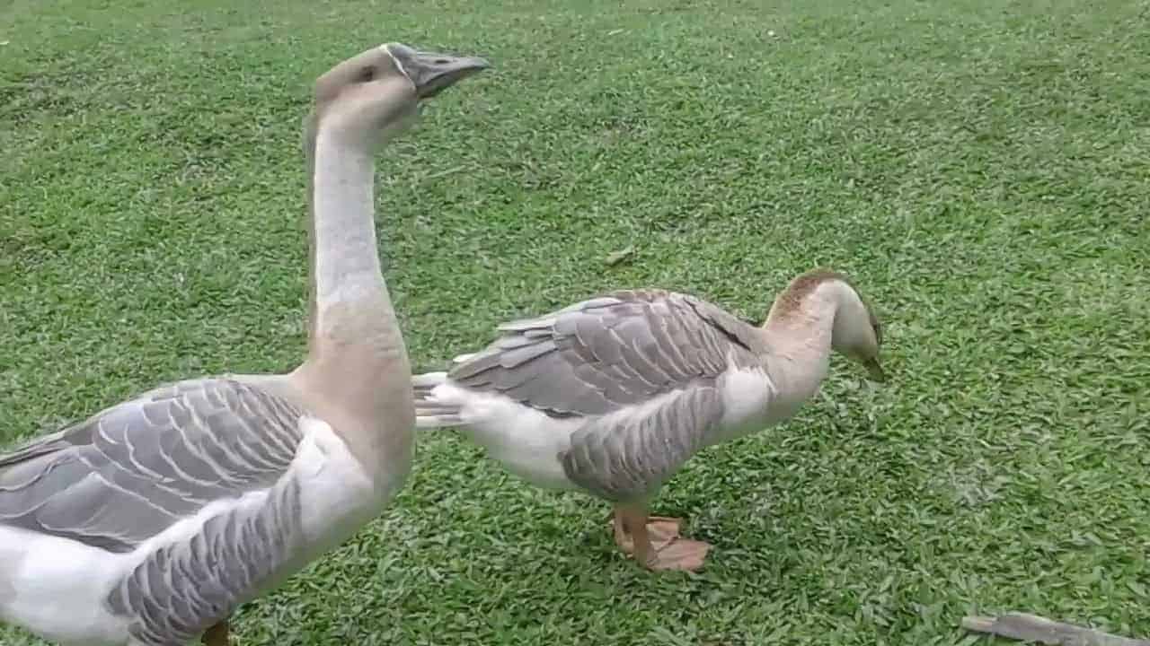 Con ngỗng số mấy? Mơ thấy ngỗng đánh con gì?