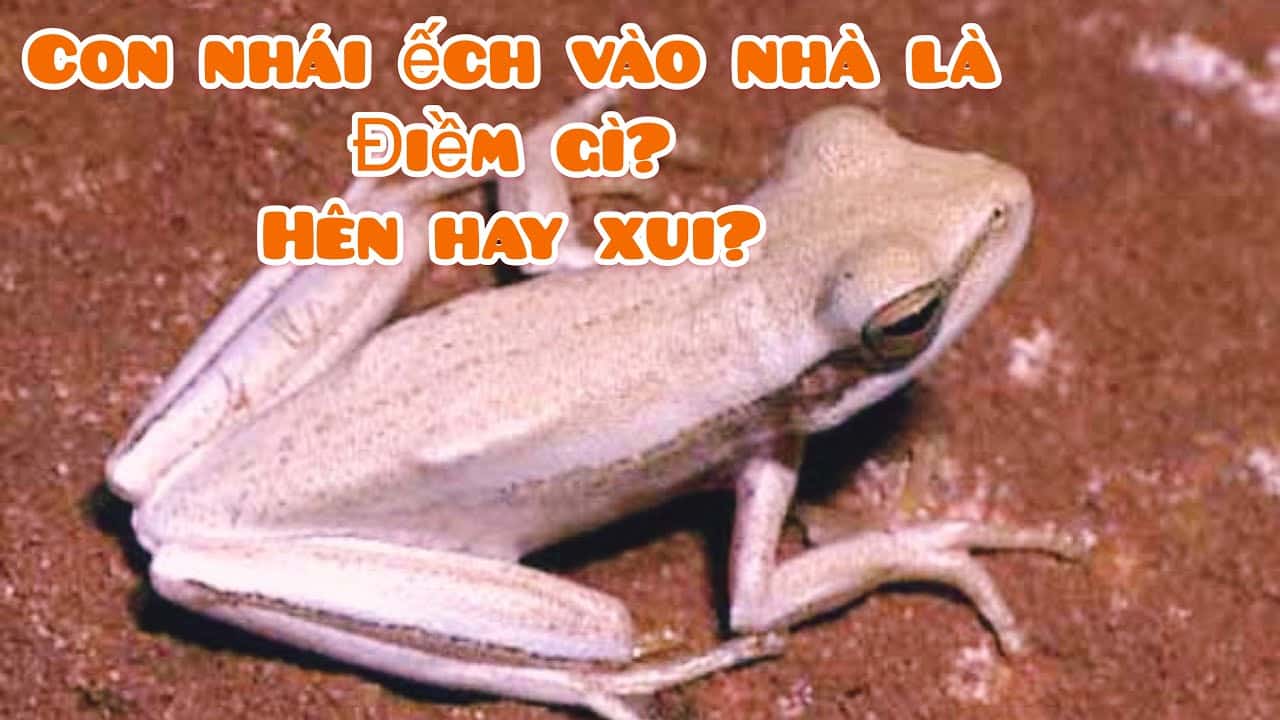 Con nhái số mấy?