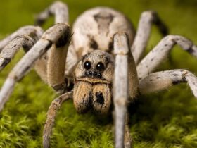 Con nhện số mấy?