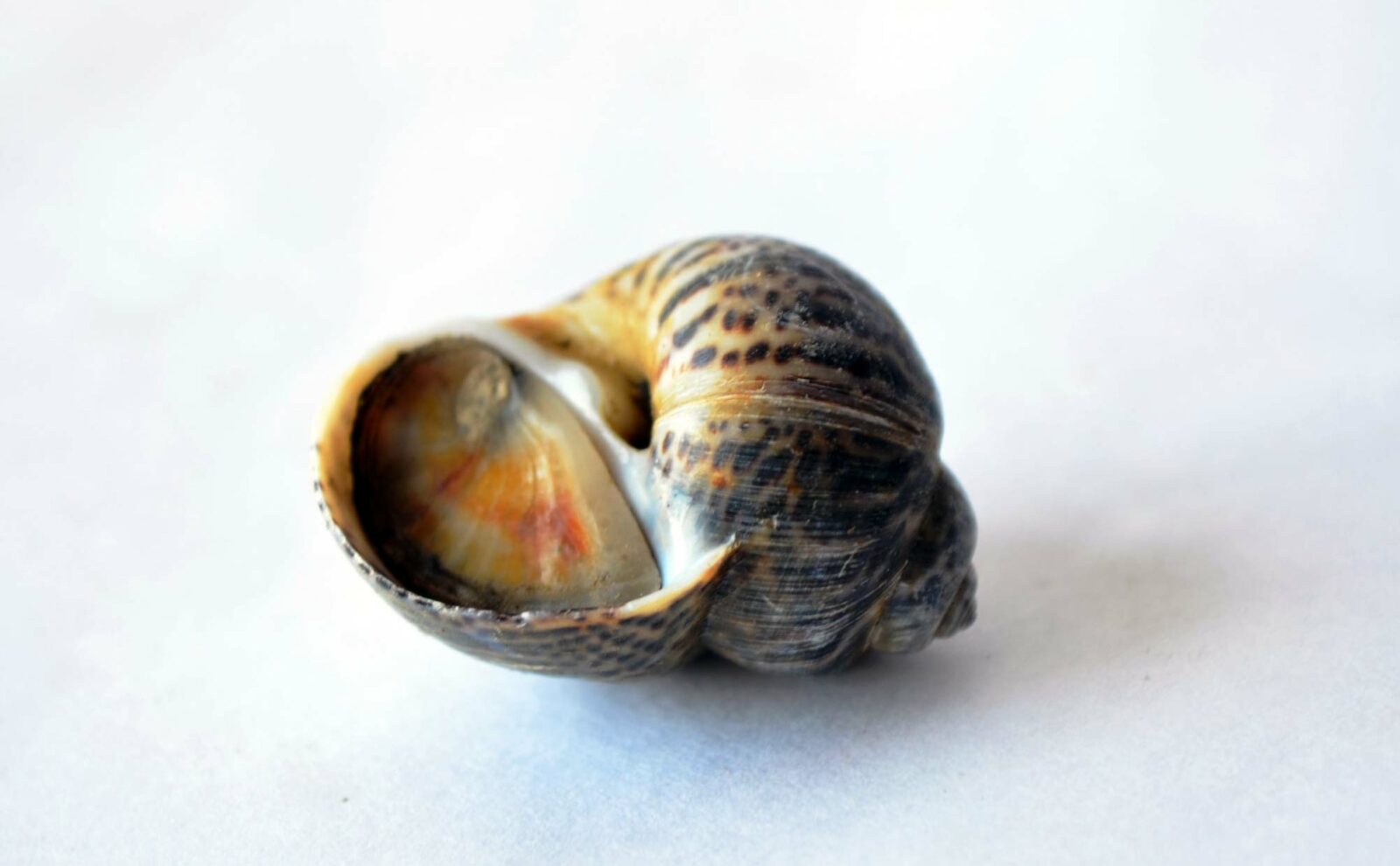 Con ốc số mấy?