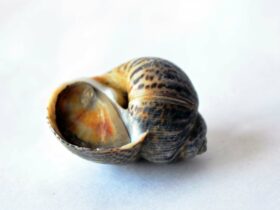 Con ốc số mấy?