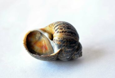 Con ốc số mấy?