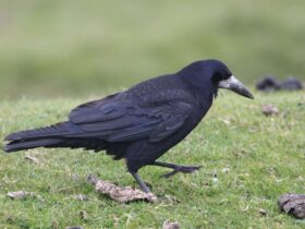 con quạ số mấy?