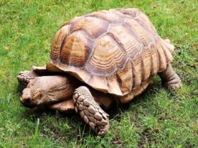 Con Rùa số mấy?