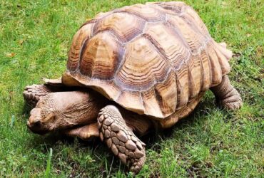 Con Rùa số mấy?