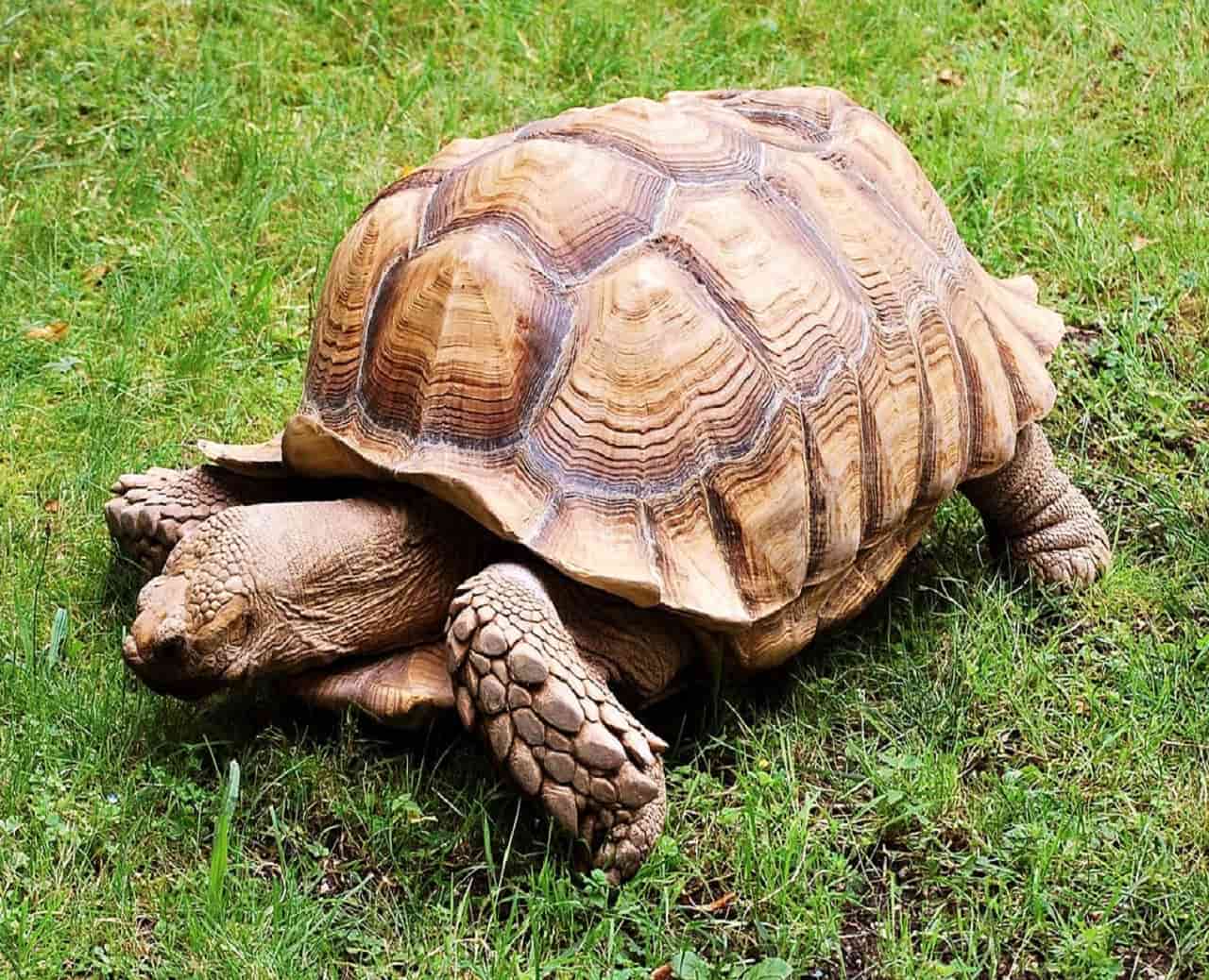 Con Rùa số mấy?