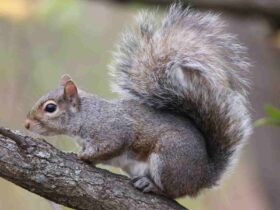 Con sóc số mấy?