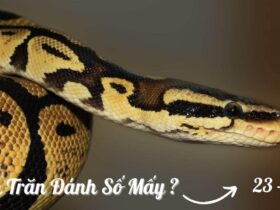 Con Trăn số mấy?