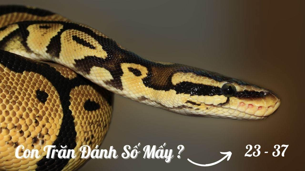 Con Trăn số mấy?