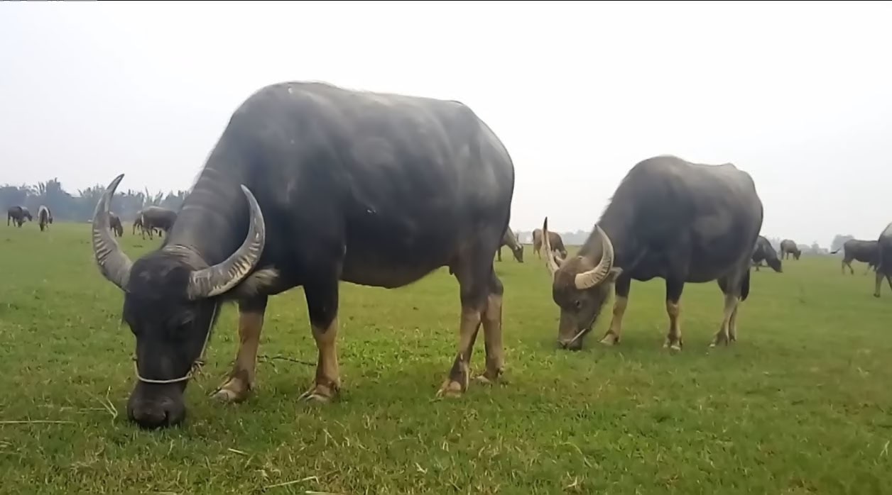 Con Trâu số mấy?