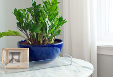 cách chăm cây kim tiền