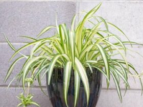 Cây dây nhện, cây lan chi