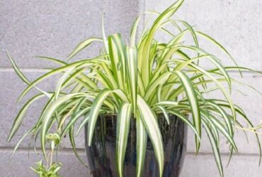 Cây dây nhện, cây lan chi