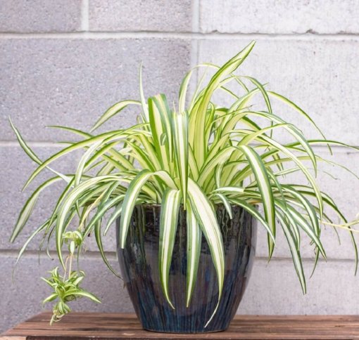 Cây dây nhện, cây lan chi