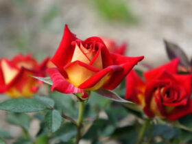 Đóa hồng tỉ muội anh tặng em yêu