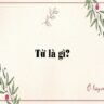 Từ là gì? Đặc điểm của từ