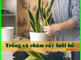 Hướng dẫn cách trồng và chăm sóc cây lưỡi hổ