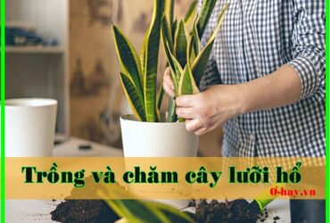 Hướng dẫn cách trồng và chăm sóc cây lưỡi hổ