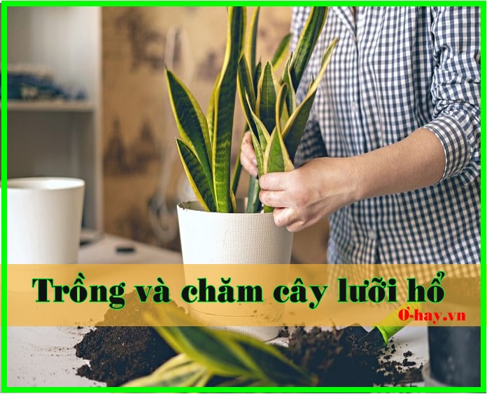 Hướng dẫn cách trồng và chăm sóc cây lưỡi hổ