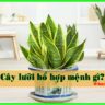 Cây lưỡi hổ hợp mệnh gì?